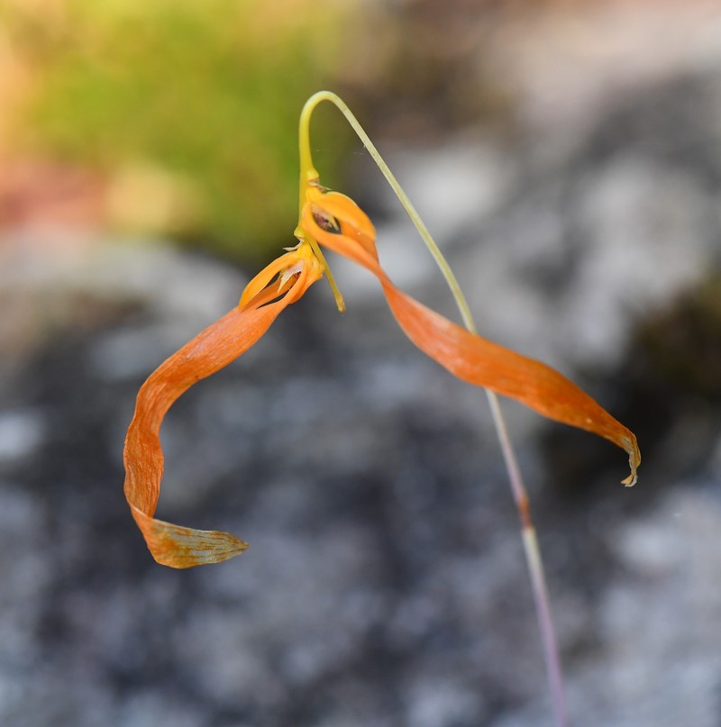 Bulbophyllum wallichii photo 6