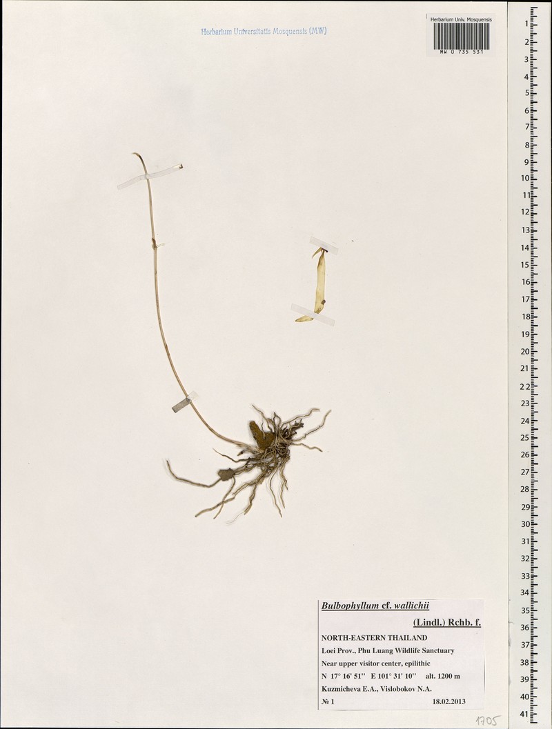 Bulbophyllum wallichii photo 8