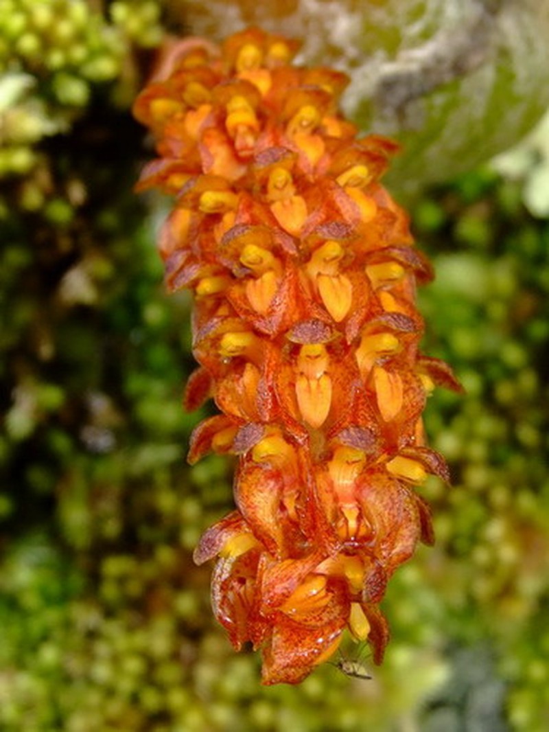 Bulbophyllum wangkaense photo 2