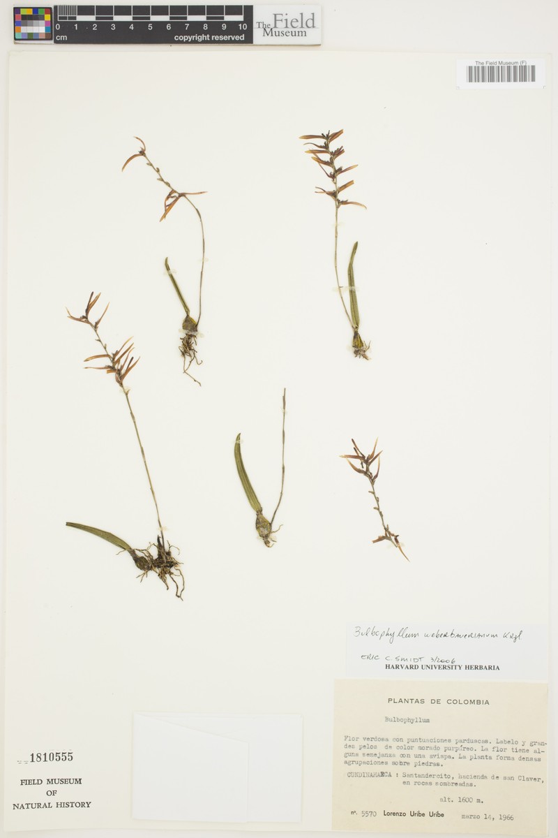 Bulbophyllum weberbauerianum