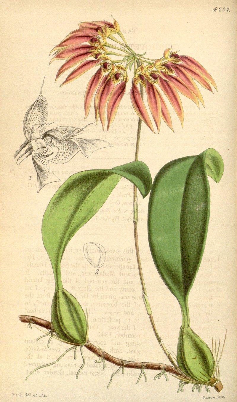 Bulbophyllum weberi