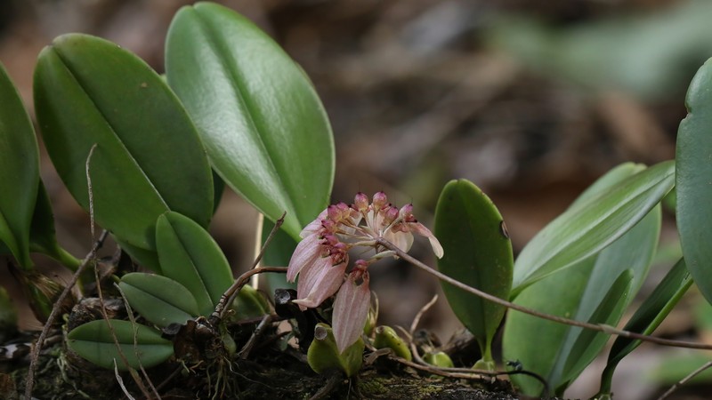 Bulbophyllum weberi photo 3