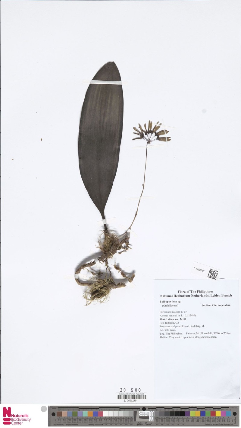 Bulbophyllum weberi photo 4