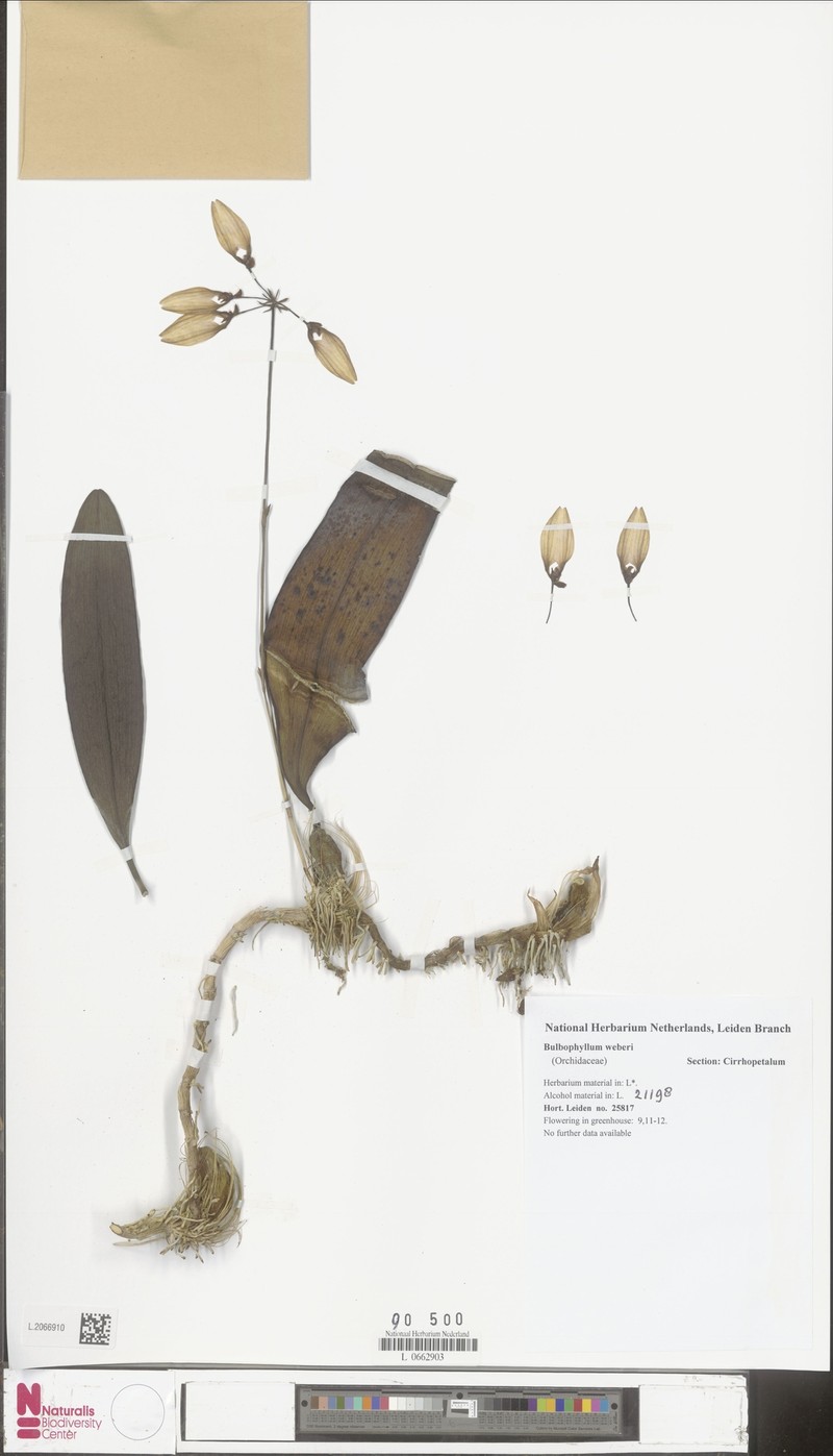 Bulbophyllum weberi photo 5