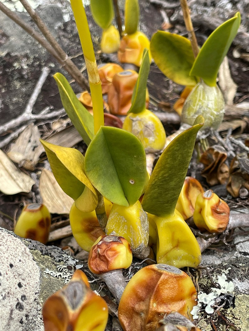 Bulbophyllum weddellii