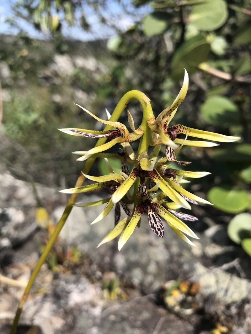 Bulbophyllum weddellii photo 3