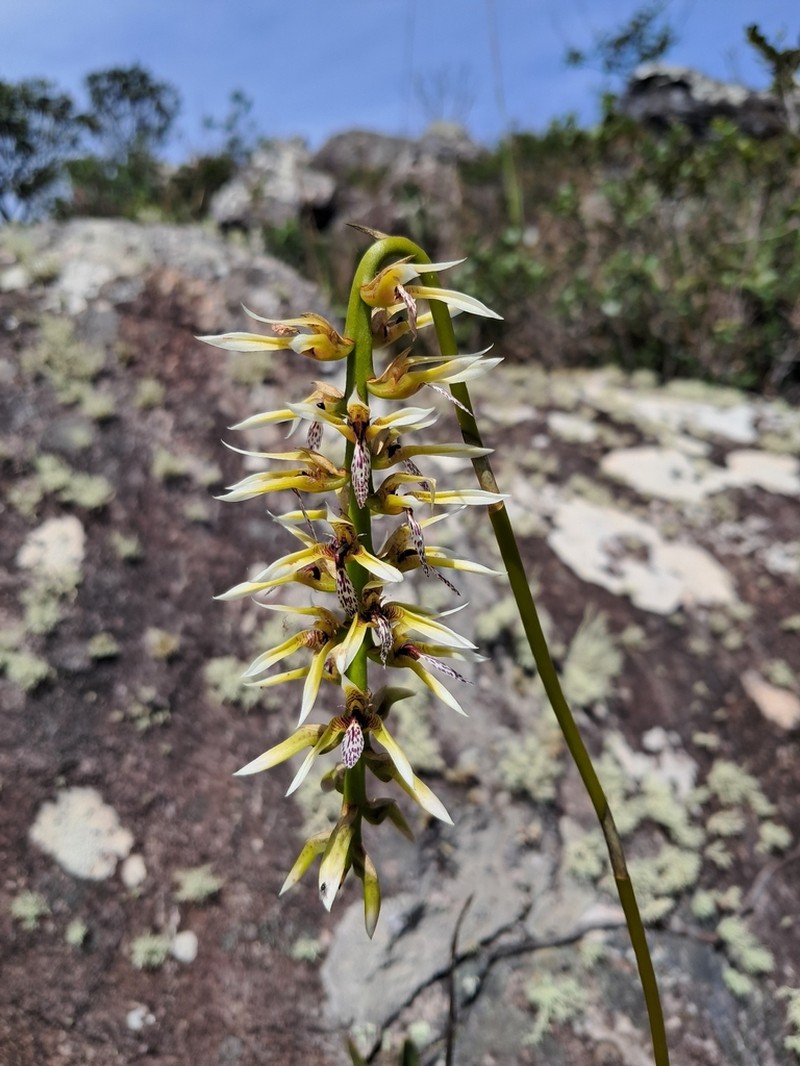 Bulbophyllum weddellii photo 4