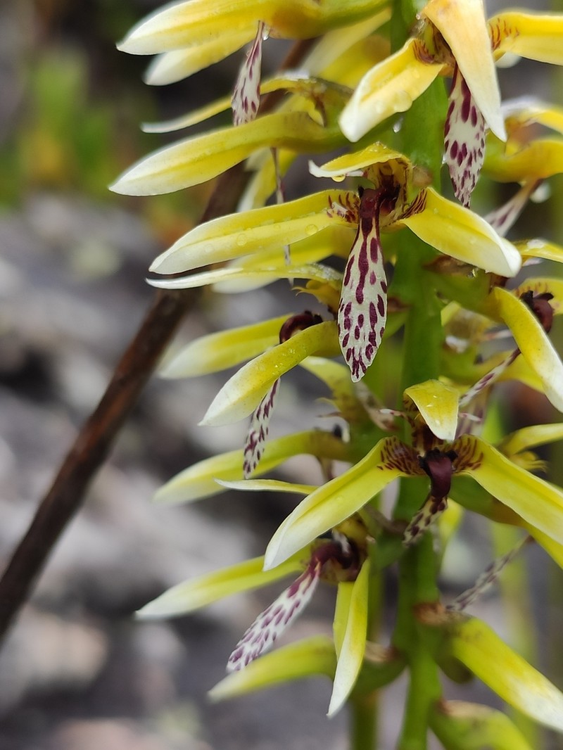 Bulbophyllum weddellii photo 6