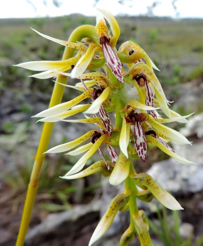 Bulbophyllum weddellii photo 7