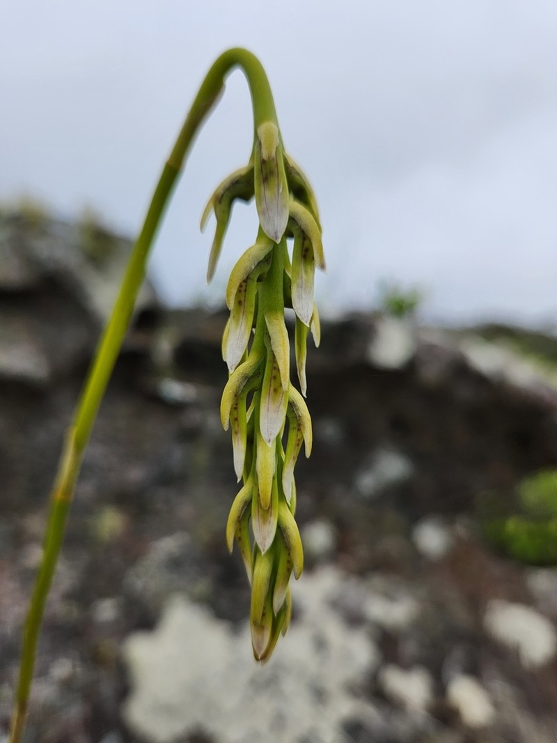 Bulbophyllum weddellii photo 8