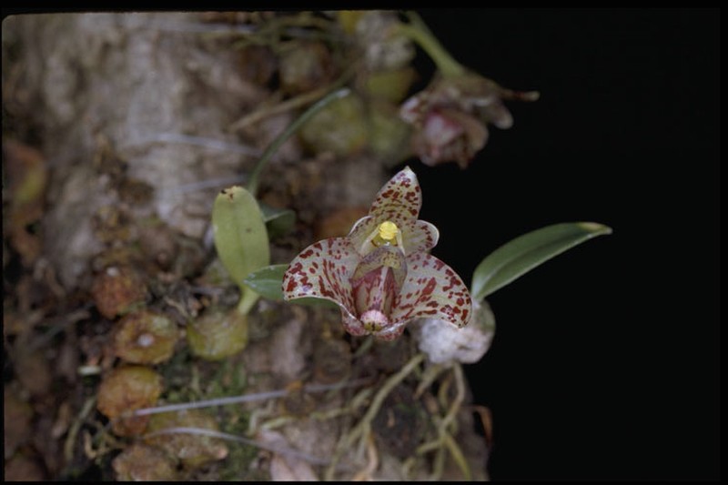 Bulbophyllum weinthalii