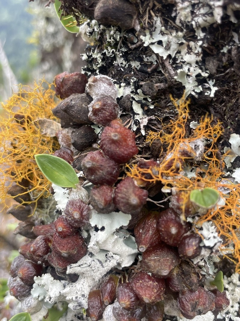 Bulbophyllum weinthalii photo 2