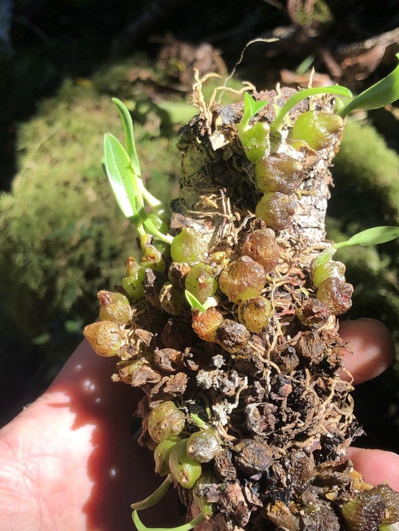 Bulbophyllum weinthalii photo 3