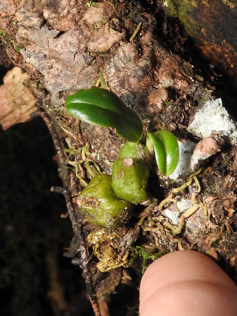 Bulbophyllum weinthalii photo 4
