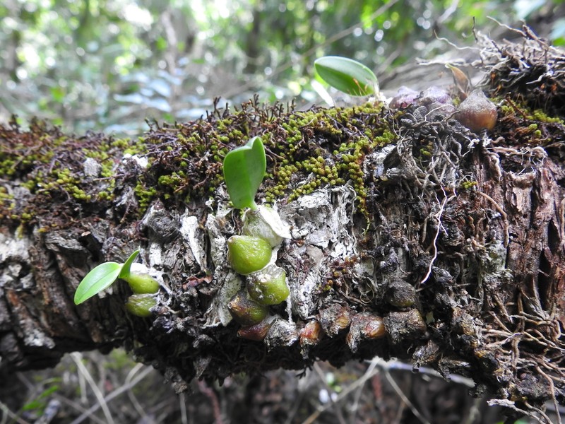 Bulbophyllum weinthalii photo 5