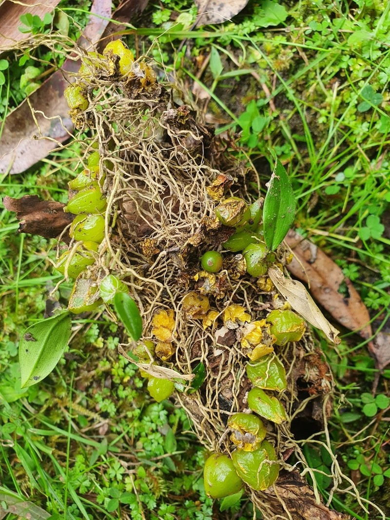 Bulbophyllum weinthalii photo 6