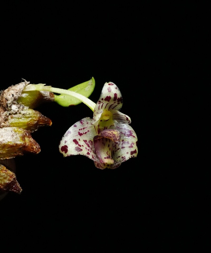 Bulbophyllum weinthalii photo 7