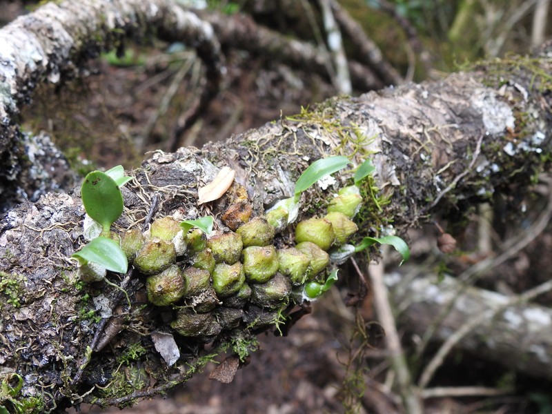 Bulbophyllum weinthalii subsp. weinthalii photo 3