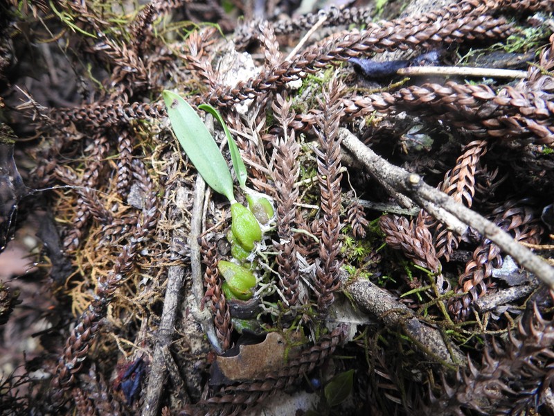 Bulbophyllum weinthalii subsp. weinthalii photo 4