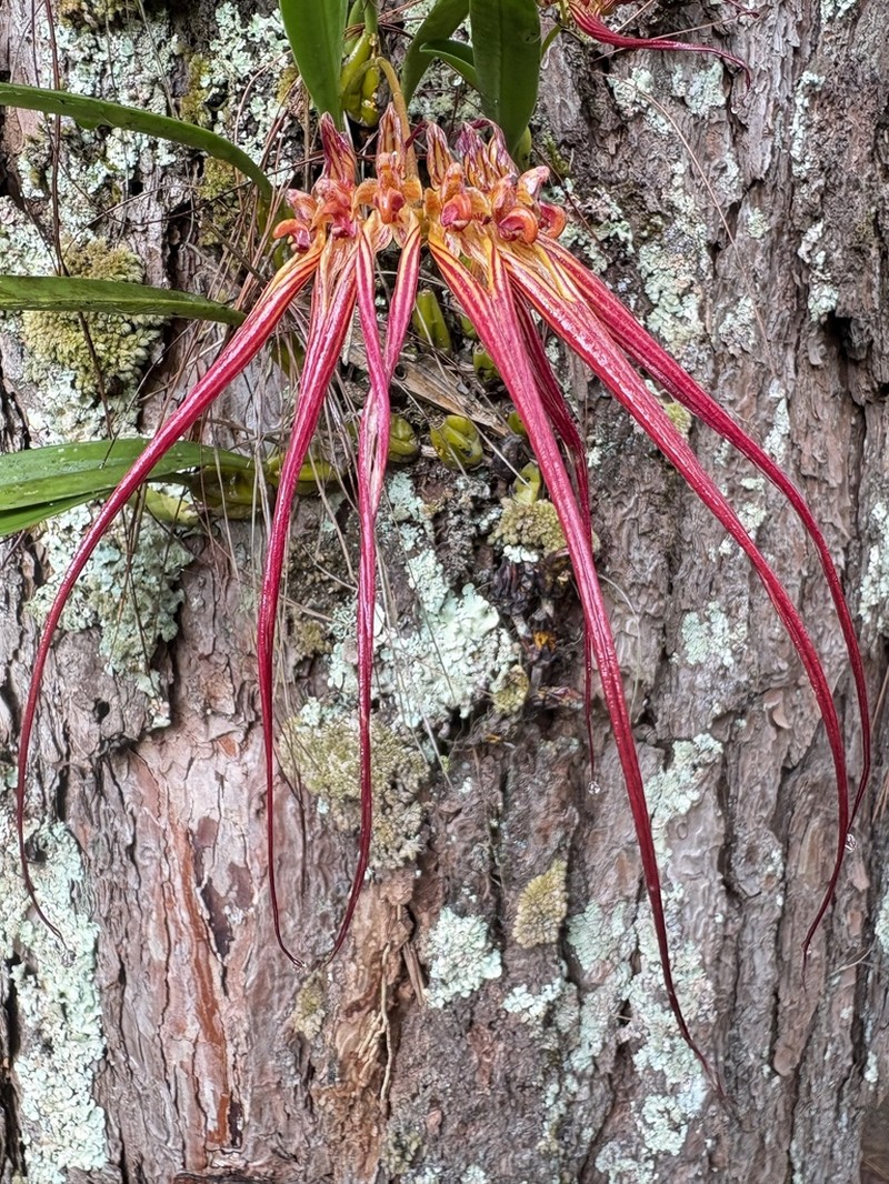 Bulbophyllum wendlandianum photo 2