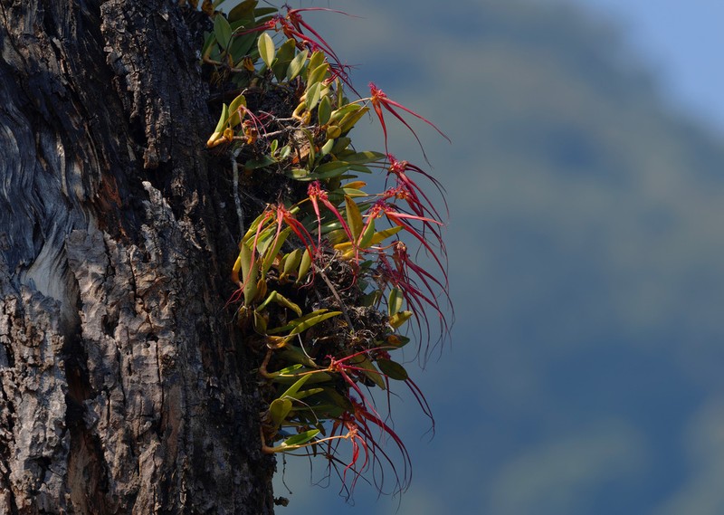 Bulbophyllum wendlandianum photo 3