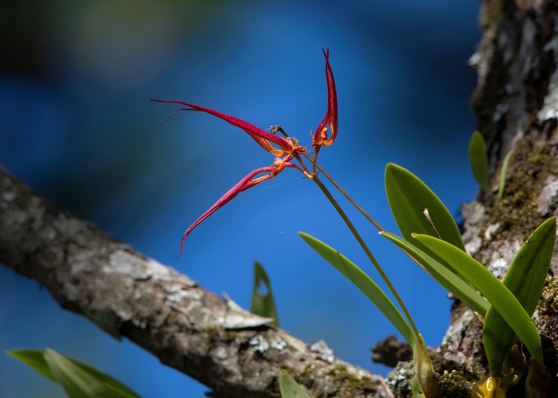 Bulbophyllum wendlandianum photo 4
