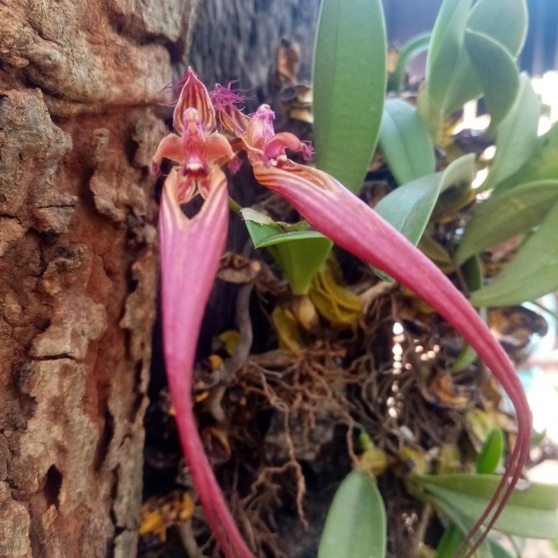Bulbophyllum wendlandianum photo 5