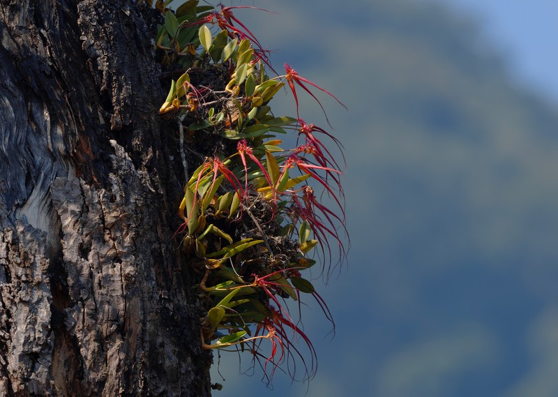 Bulbophyllum wendlandianum photo 6
