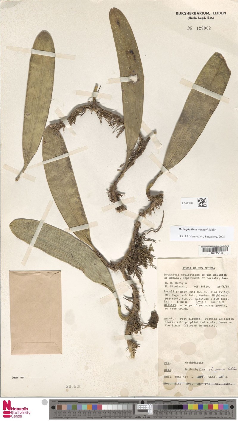 Bulbophyllum werneri