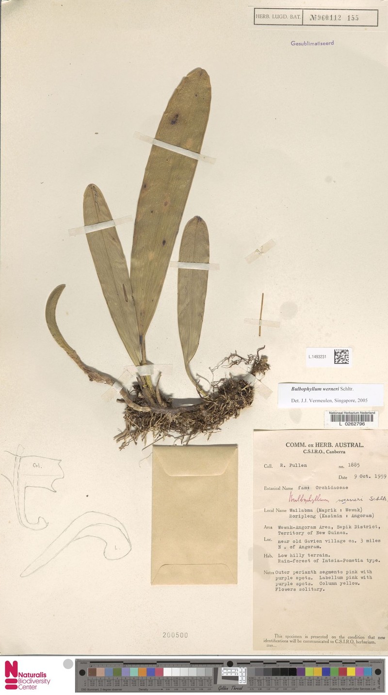 Bulbophyllum werneri photo 2