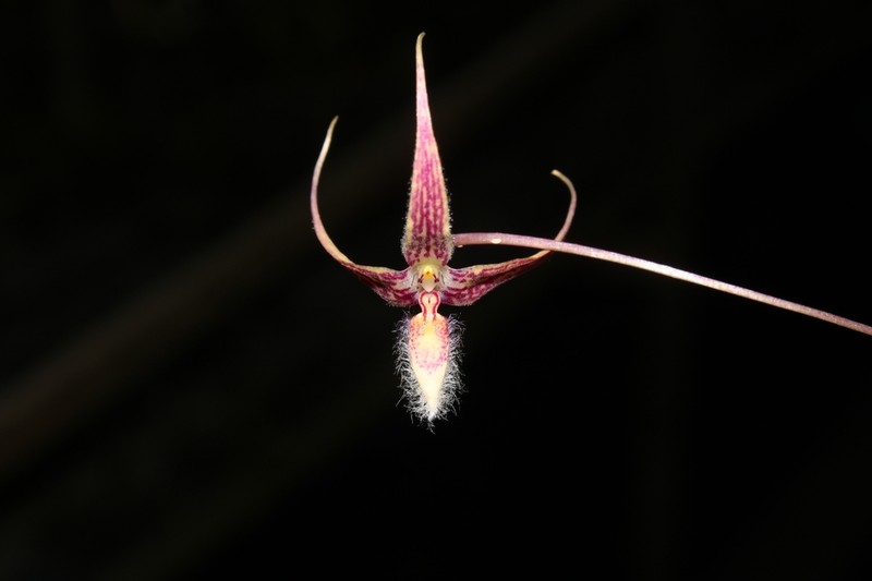 Bulbophyllum whitteniorum
