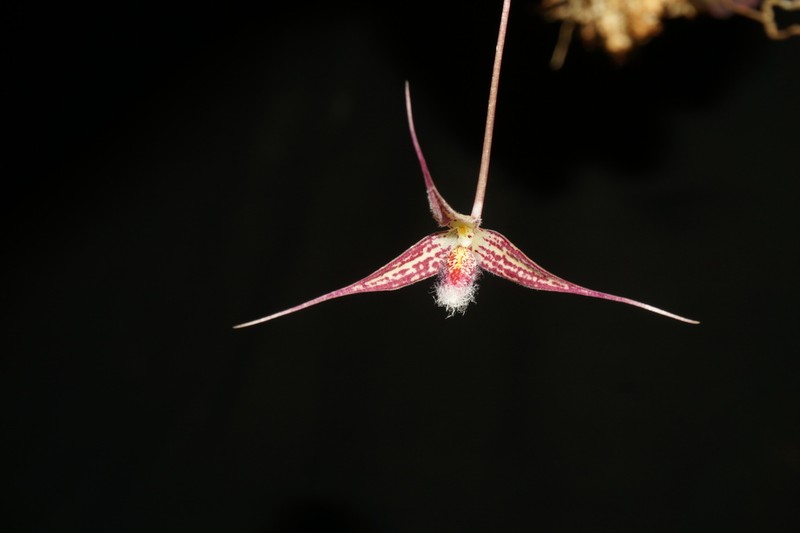 Bulbophyllum whitteniorum photo 2
