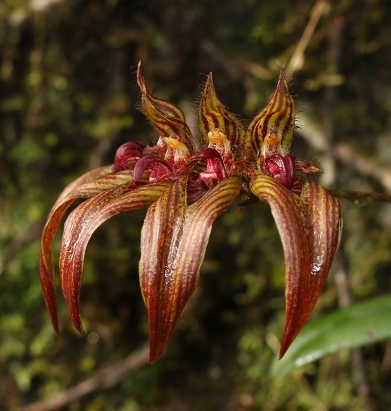 Bulbophyllum wightii photo 2