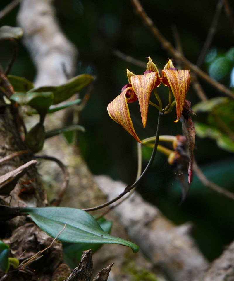 Bulbophyllum wightii photo 3