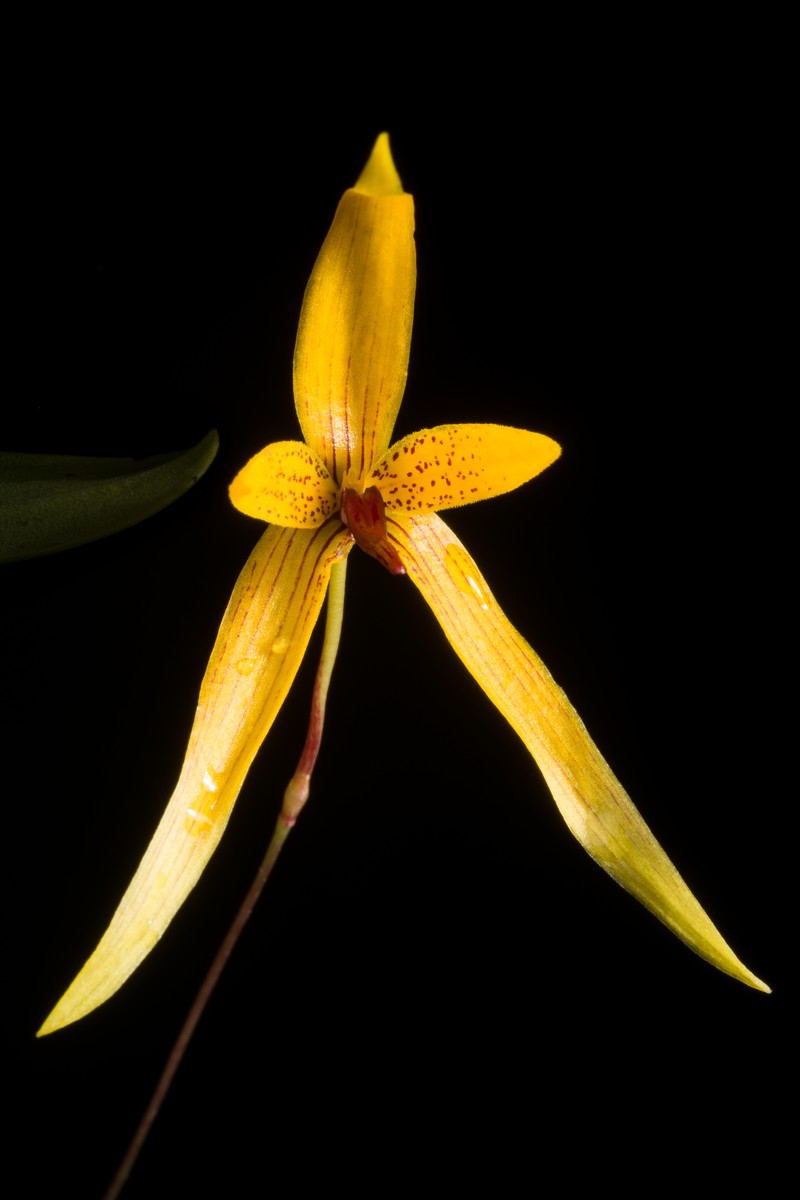 Bulbophyllum williamsii