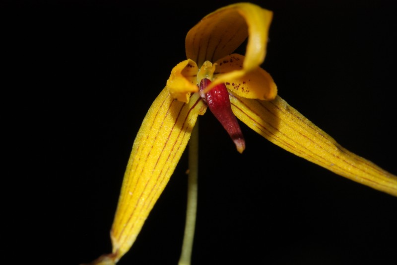 Bulbophyllum williamsii photo 3