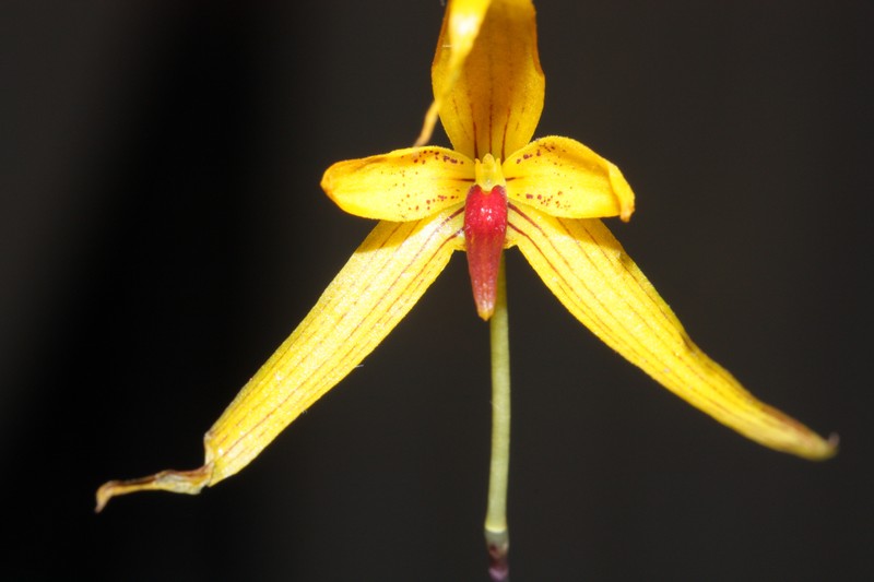 Bulbophyllum williamsii photo 4