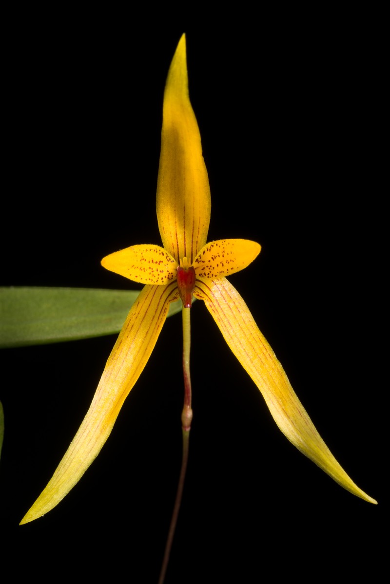 Bulbophyllum williamsii photo 5