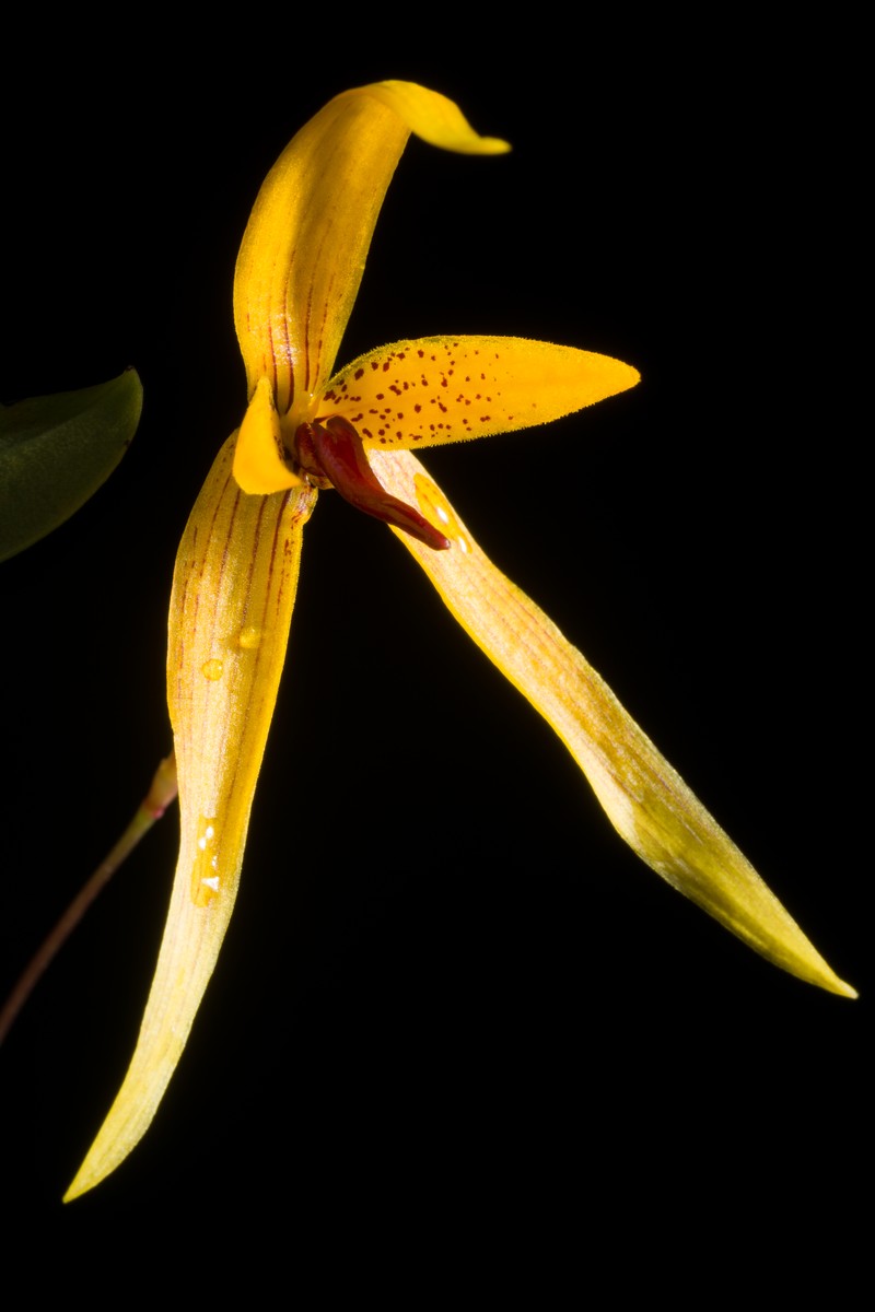 Bulbophyllum williamsii photo 6