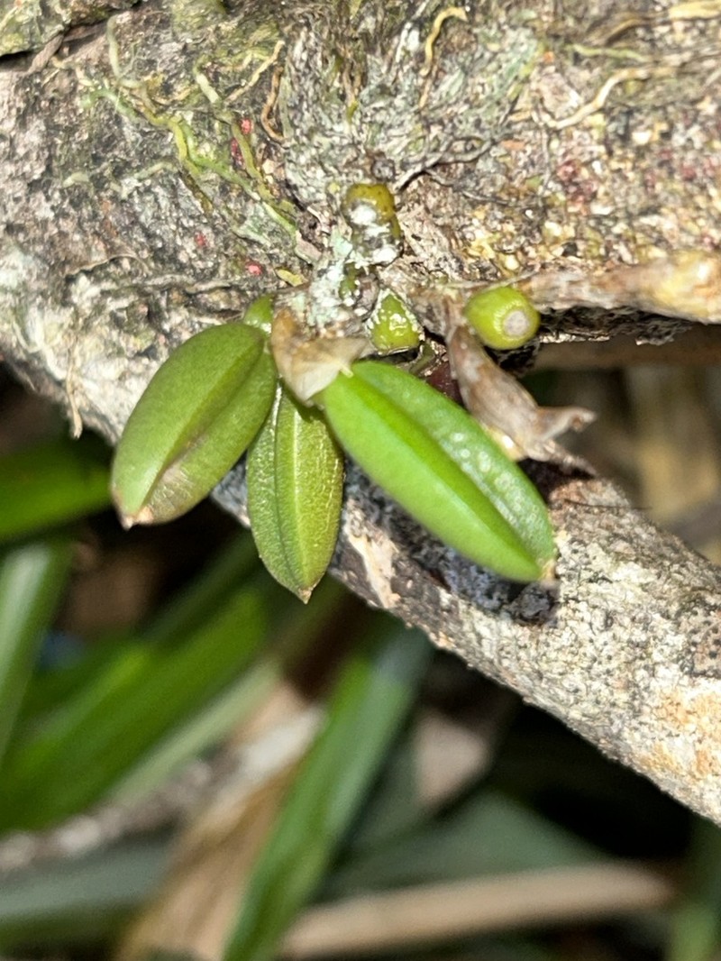 Bulbophyllum windsorense
