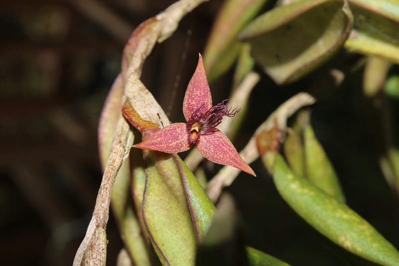 Bulbophyllum wiratnoi