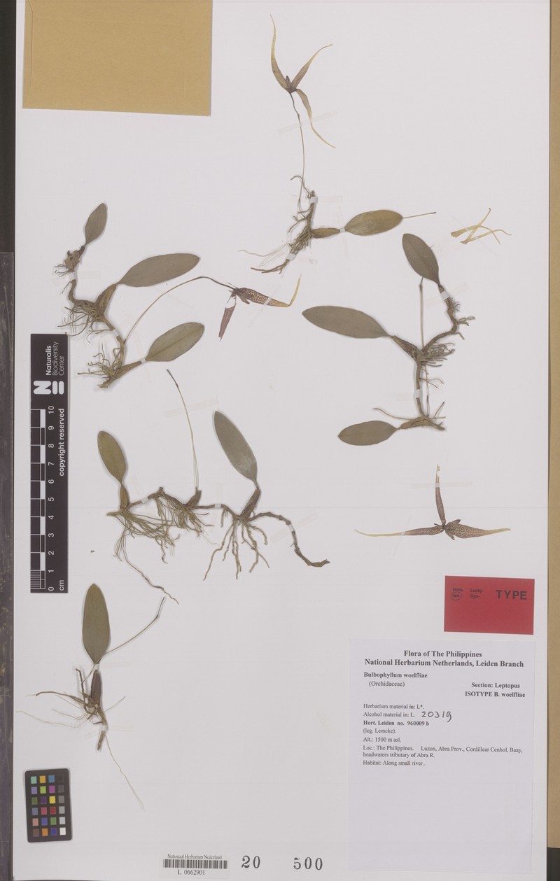Bulbophyllum woelfliae