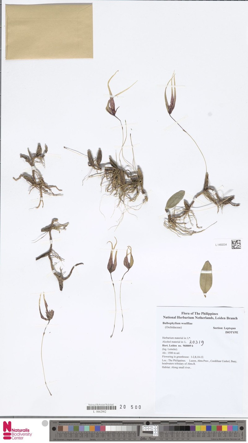 Bulbophyllum woelfliae photo 2