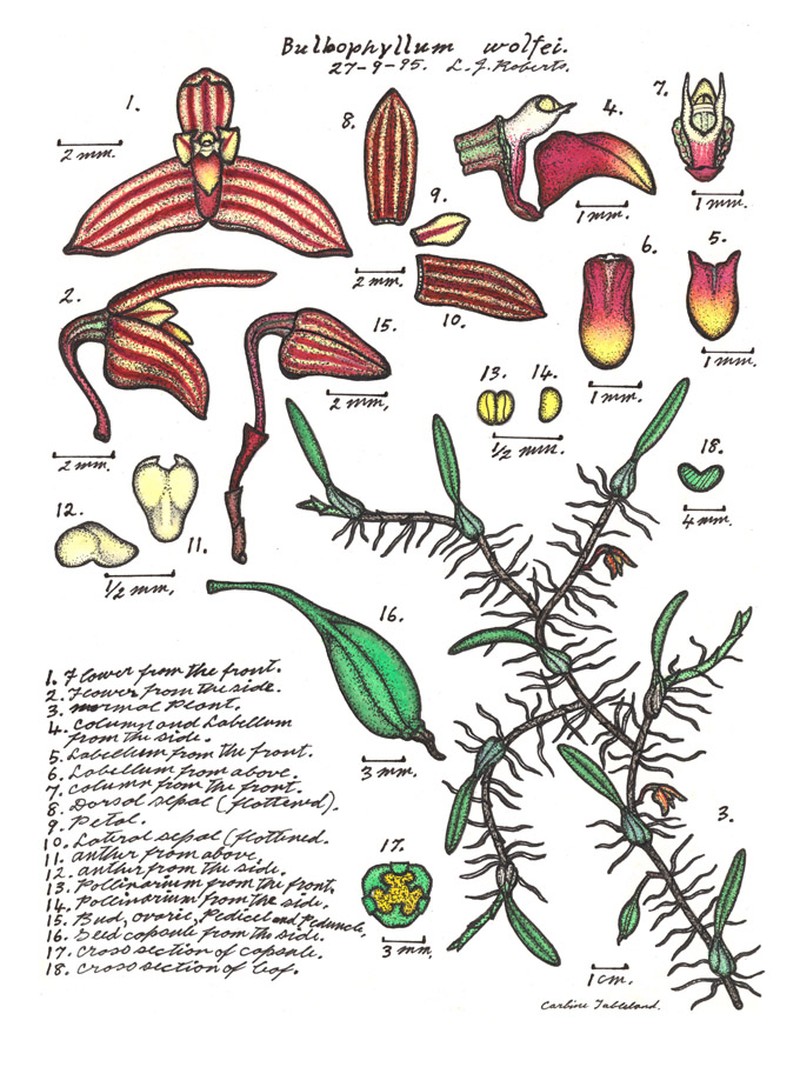 Bulbophyllum wolfei