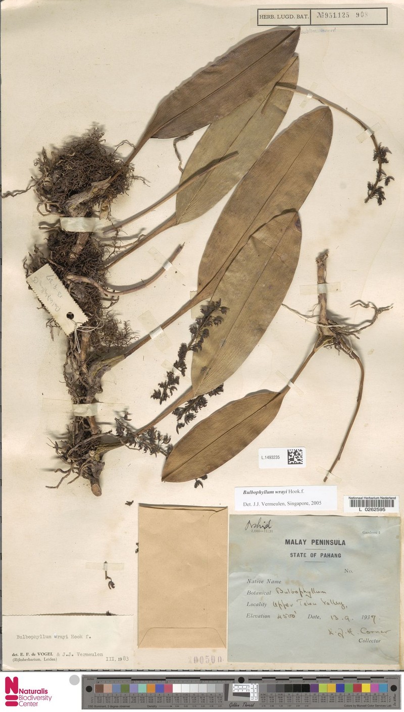 Bulbophyllum wrayi photo 2