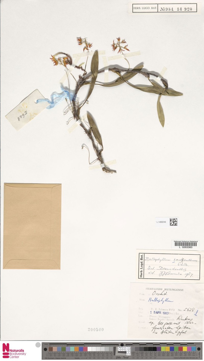 Bulbophyllum xantanthum