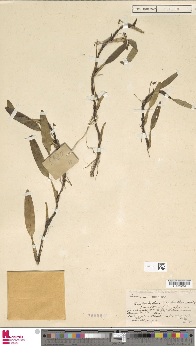 Bulbophyllum xantanthum photo 2
