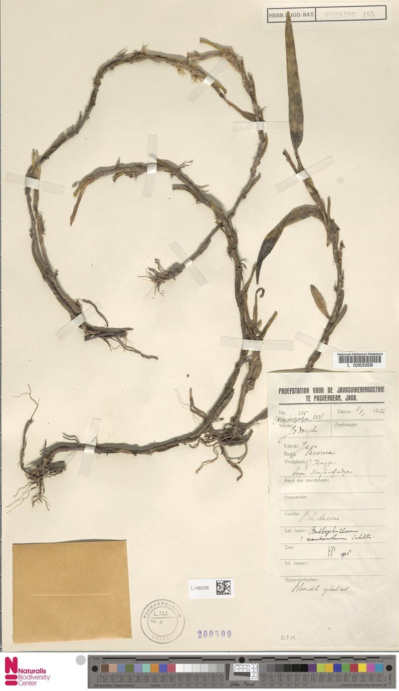 Bulbophyllum xantanthum photo 3