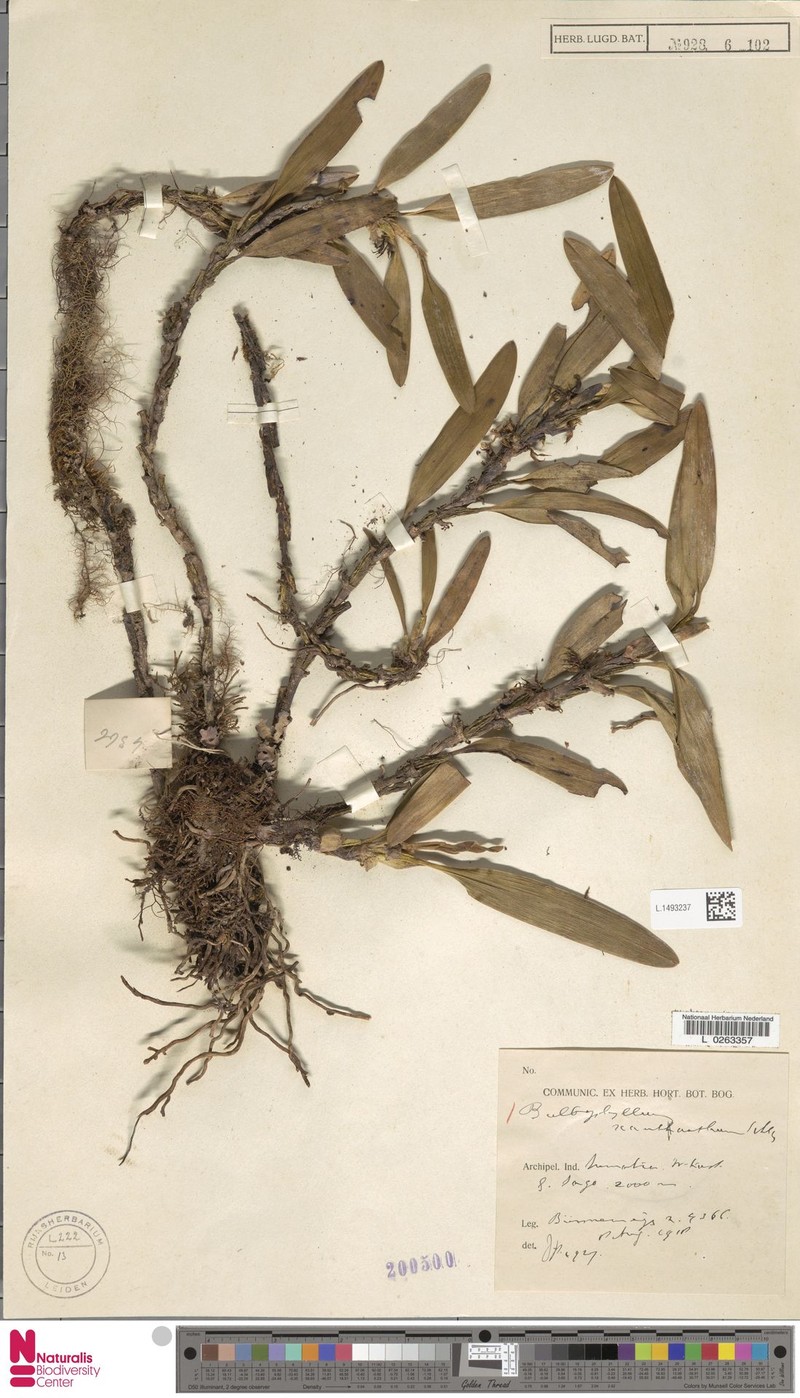 Bulbophyllum xantanthum photo 4