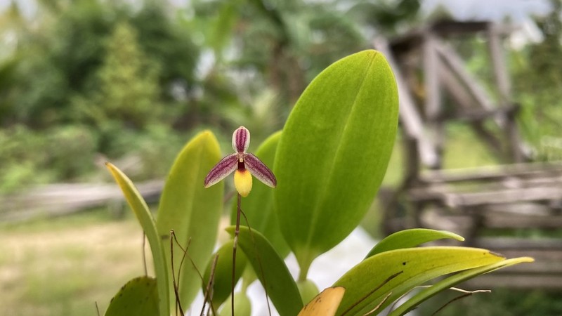 Bulbophyllum xanthoacron